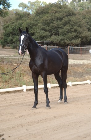 Fabuhall sold at 3 weeks old!