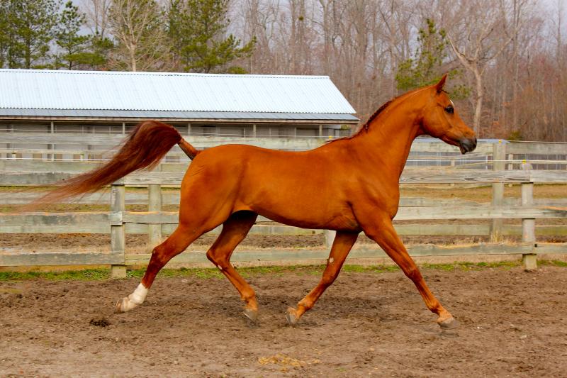 Romeo at extended trot!