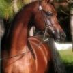 Romeo's sire is the Great VERSACE!!